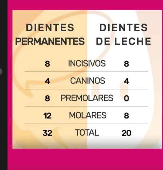 Comparación visual de la cantidad de dientes temporales y permanentes.